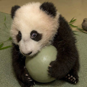 Meet your Posher, Stella